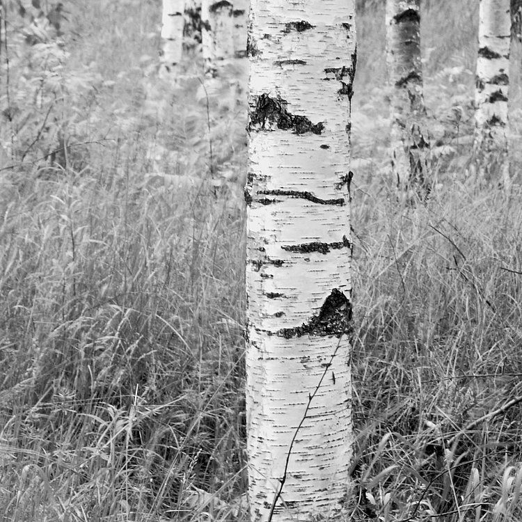 XXL4-023 Woods Fototapete von Komar – Waldfrieden für Ihr Zuhause